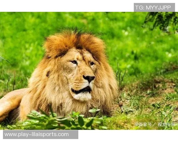 狮子与熊的巅峰对决谁将成为森林之王的最终赢家